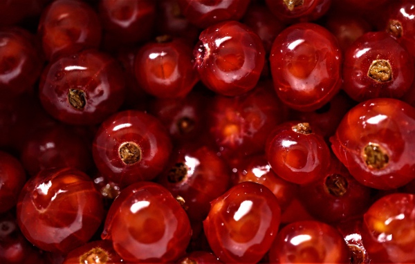 Спелые сочные ягоды красной смородины