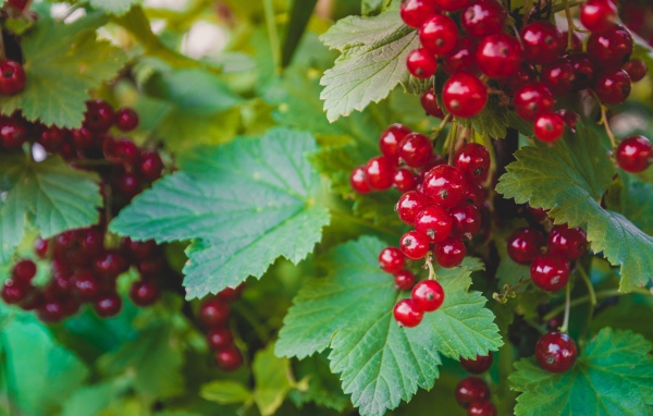 Спелая красная смородина с зелеными листьями на кусту