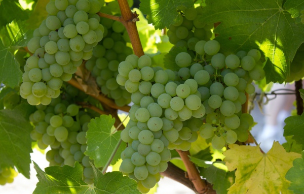 Спелый белый виноград на гроздьях 