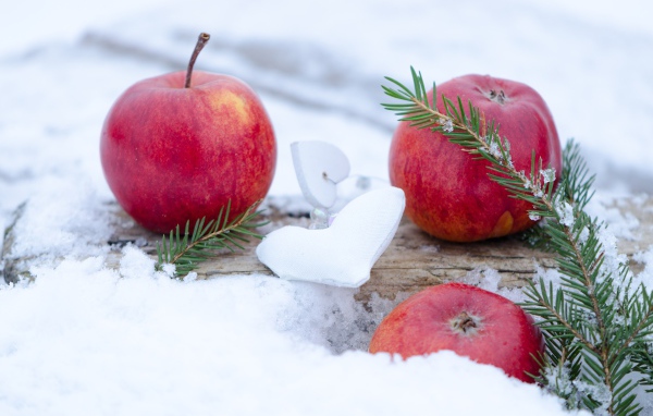 Три красных яблока лежат на снегу с еловой веткой 