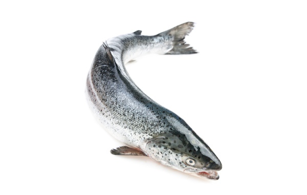 Большая свежая рыба форель на белом фоне