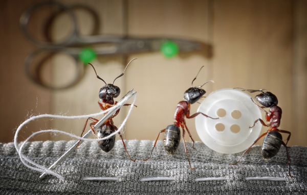 Три муравья пришивают пуговицу