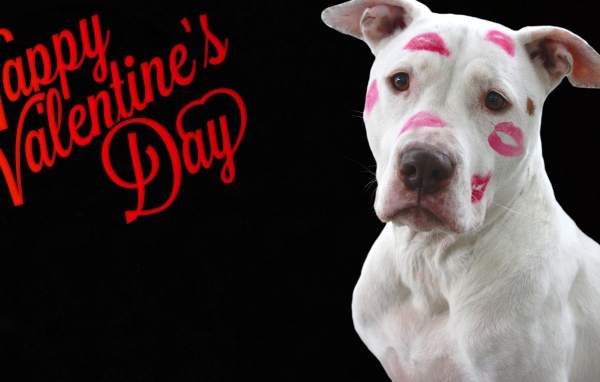 Белый пес со следами помады на черном фоне на День Святого Валентина
