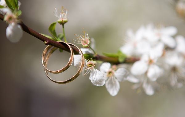 Два золотых  обручальных кольца на цветущей ветке вишни 