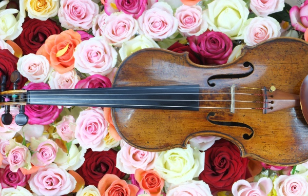 Дорогая скрипка лежит на розах 