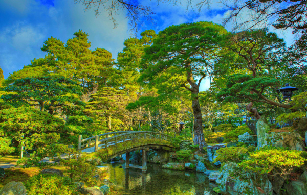 Красивые зеленые деревья в парке у реки