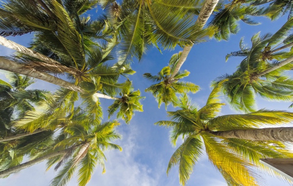 Вид снизу  на зеленые листья пальмы под голубым небом