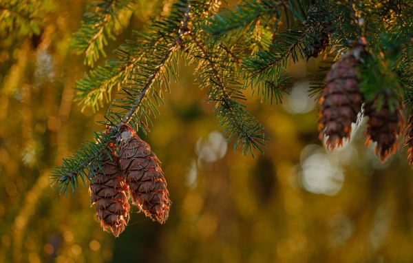 Cones grow on a prickly green spruce branch