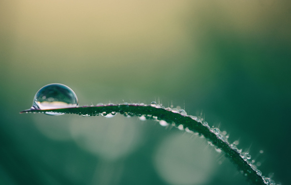 Капля росы на зеленой траве крупным планом