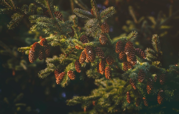 Пушистая еловая ветка с шишками