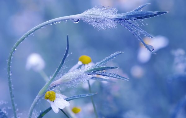 Трава в росе крупным планом