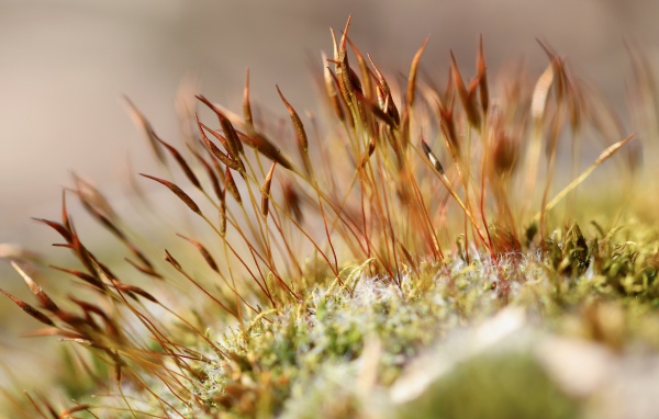 Зеленый мох крупным планом 