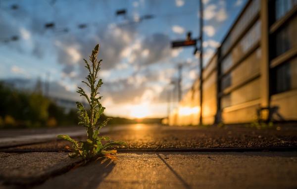 Зеленое растение пробивается сквозь асфальт