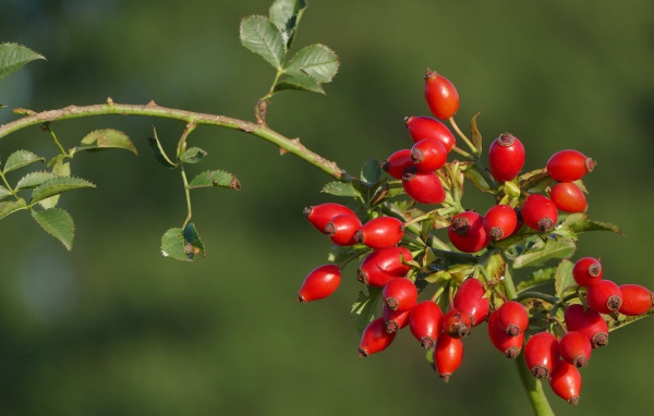Красные ягоды шиповника на ветке в лучах солнца