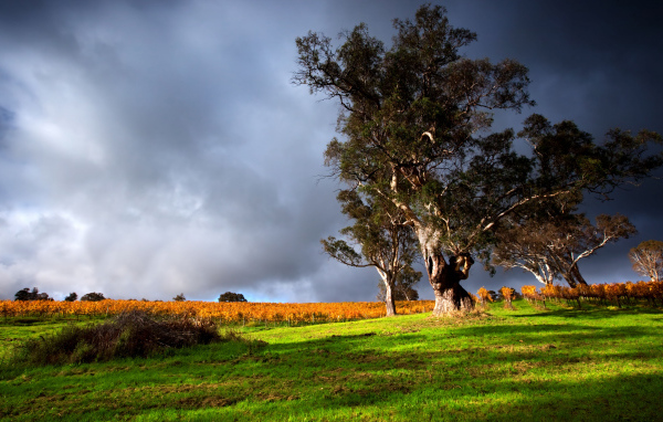 Высокое дерево под грозовым небом 