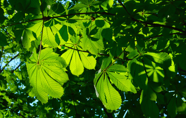 Солнце пробивается сквозь зеленые листья каштана 
