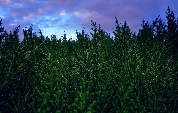 Зеленые заросли туи под пасмурным небом