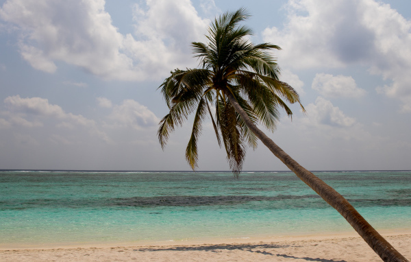 Большая пальма на песке у океана в тропиках 