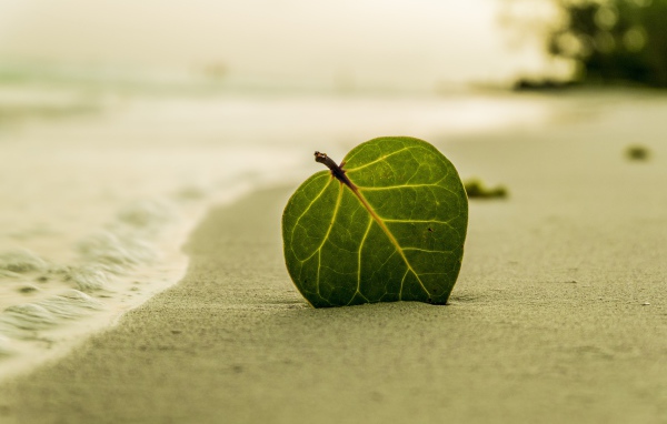 Зеленый лист на желтом песке у моря 