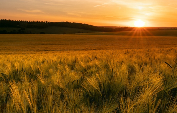 Зеленые колосья пшеницы в лучах яркого солнца 