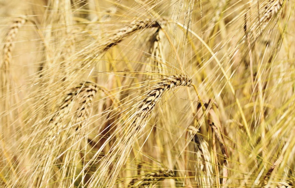Спелые колосья пшеницы крупным планом