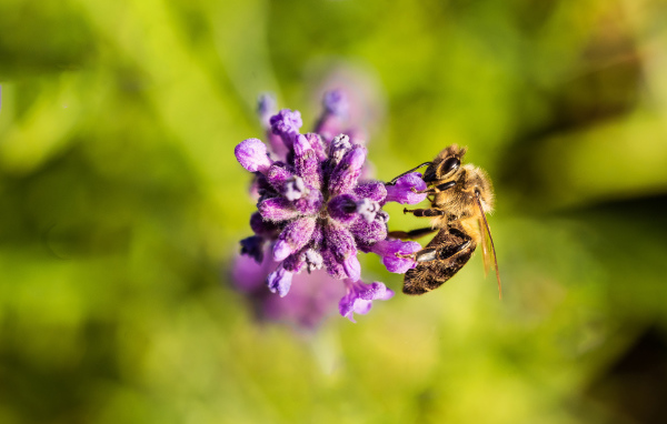 Пчела собирает нектар на фиолетовом цветке