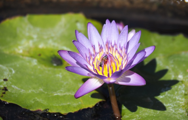 A bee sits on a lilac lotus flower in a pond.