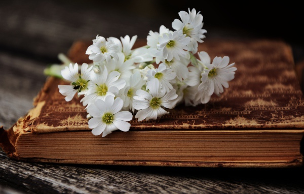 Букет маленьких белых цветов лежит на старой книге 