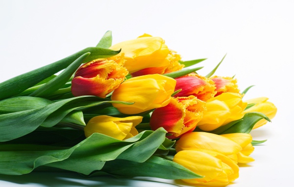 Большой букет желтых тюльпаном на белом фоне