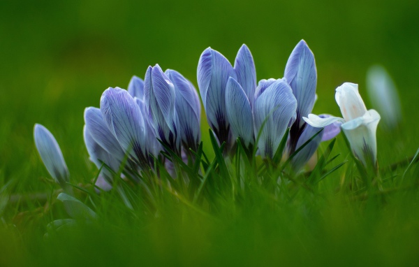 Много голубых цветов крокуса в зеленой траве 