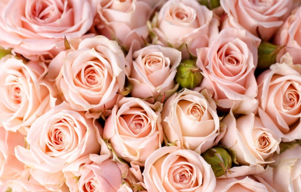 Много кремовых роз с бутонами крупным планом 