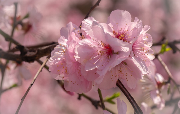 Много розовых цветов сакуры на ветке 