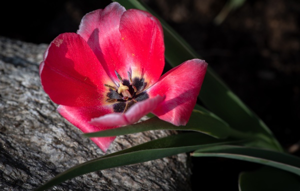 Розовый тюльпан с лучах солнца лежит на камне