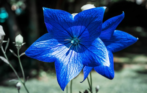 Красивые синие цветы колокольчика 