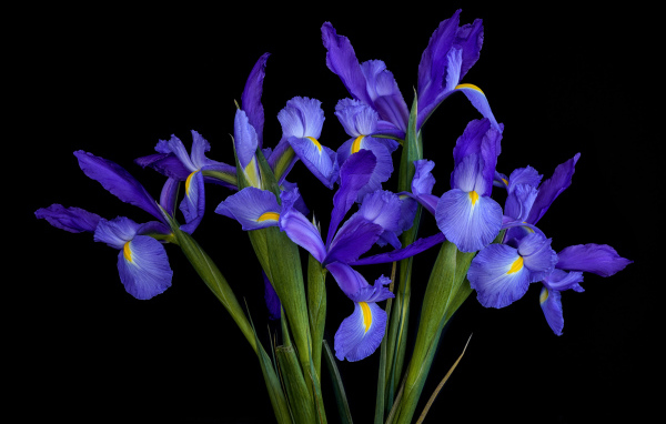Beautiful bouquet of blue irises on a black background