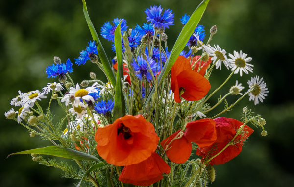 Красивый букет полевых маков, васильков и ромашек
