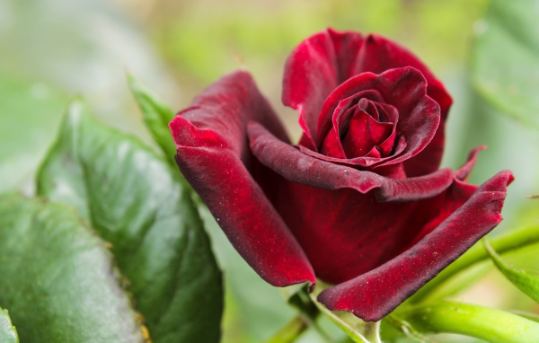 Красивая бордовая роза с зелеными листьями крупным планом