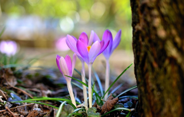 Красивые нежные сиреневые крокусы у дерева весной