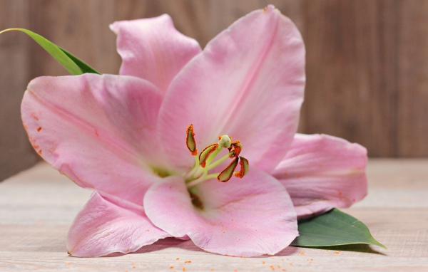 Красивая нежная розовая лилия на столе 