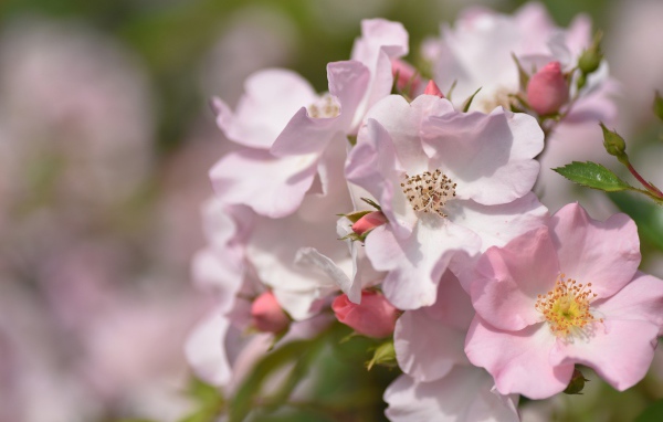 Красивые нежные розовые цветы розы