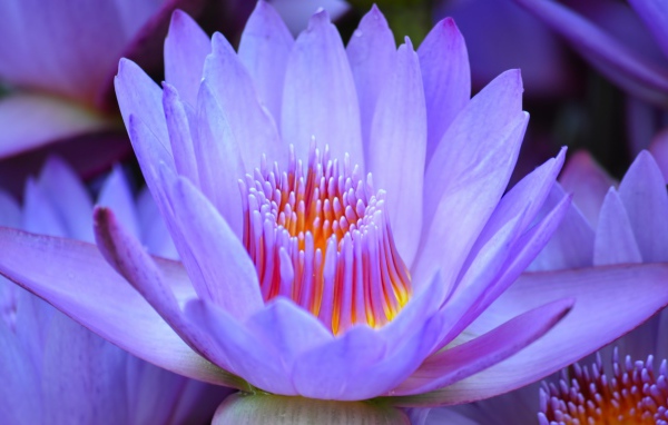 Красивый нежный фиолетовый цветок лотоса крупным планом 