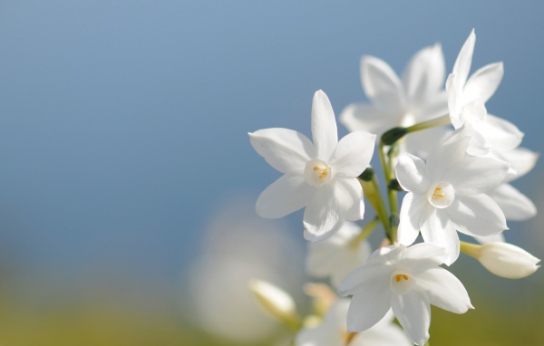 Красивые нежные белые цветы нарцисса на голубом фоне