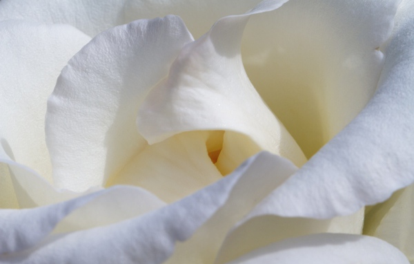 Красивые нежные белые лепестки розы крупным планом