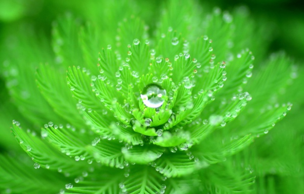 Красивый зеленый цветок с каплями росы 