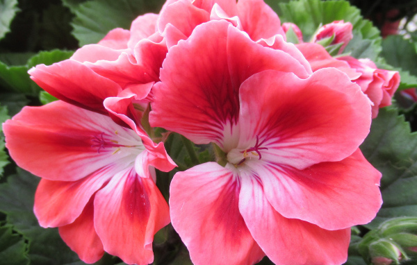 Красивый комнатный цветок герань с розовыми цветами