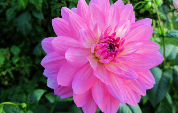 Красивый крупный розовый цветок георгины на клумбе 