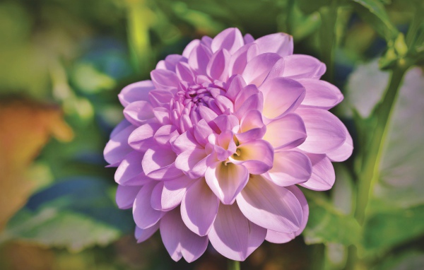 Красивый сиреневый нежный цветок садовой георгины