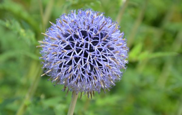 Красивый сиреневый цветок в форме шара