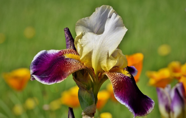 Красивый сиреневый цветок ириса крупным планом