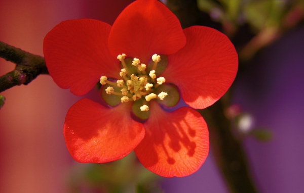Красивый маленький красный цветок на ветке крупным планом
